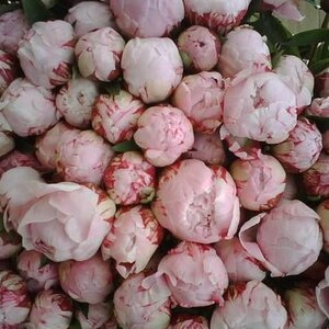 Spaansen Bloemen V.O.F. image 2