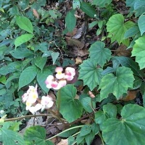 Kwekerij Jan Neelen image 2