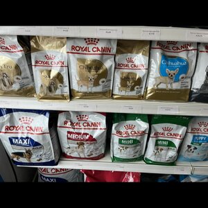 Royal Stingray image 5