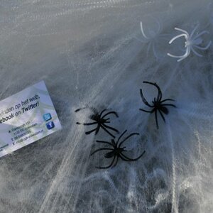 Ongediertebestrijding Volendam Wespvrij image 2