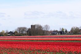 Op zondag 4 februari is het Westfries Genootschap in het Rundveemuseum