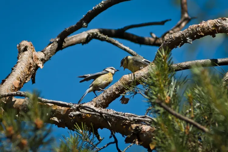 Ecoloog Dave Vonk: “Van alle dieren zijn vogels toch wel mijn favoriet”