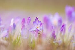 Laatste week van februari verloopt zacht en wisselvallig