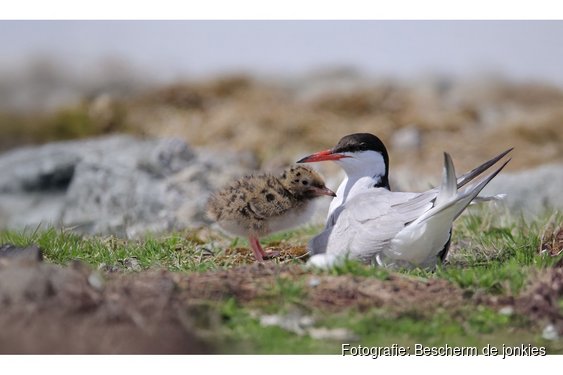 Gezamenlijke natuurorganisaties roepen op: Bescherm de jonkies!