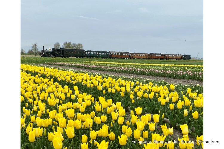 Tulpentrams rijden weer tussen Hoorn en Medemblik