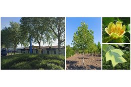 Kunstwerk De Tulp maakt plaats voor Amerikaanse tulpenboom