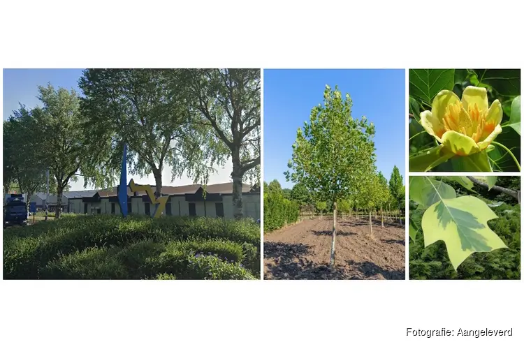 Kunstwerk De Tulp maakt plaats voor Amerikaanse tulpenboom