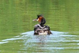 Moeders spotten vanaf het water op Moederdag