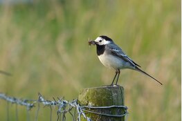Vroege vogelexcursie Egboetswater