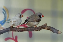 Tropische vogeltjes in het Streekbos