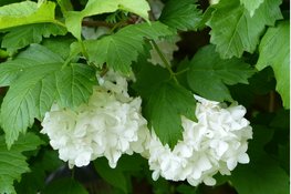 ‘Snoei-inloop’ bij IVN West-Friesland