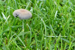 “Wetenschapswandelen” met IVN