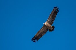 Vale gier zweeft over West-Friesland en Noordkop: "Blijft bijzonder"