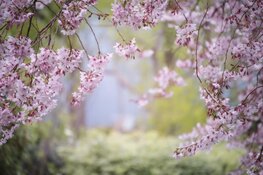 Lente lijkt eindelijk door te zetten