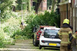 Woningen ontruimd in Enkhuizen vanwege vallende bomen